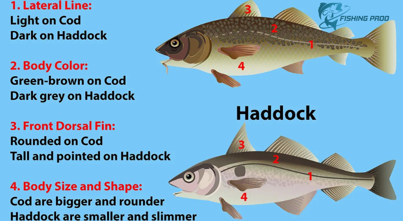 That, Haddock or Cod, is better?