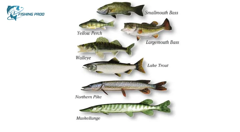 Popular Fish Species