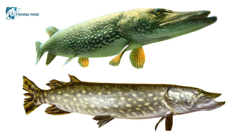 Taste: Muskie vs Pike at the Table