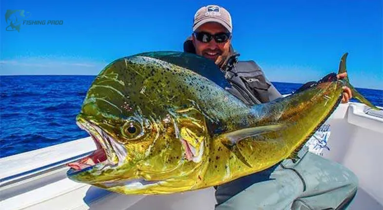 The Future of Mahi Fishing in Rhode Island: