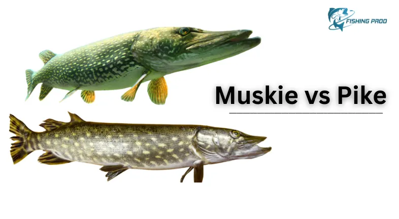 Muskie vs Pike