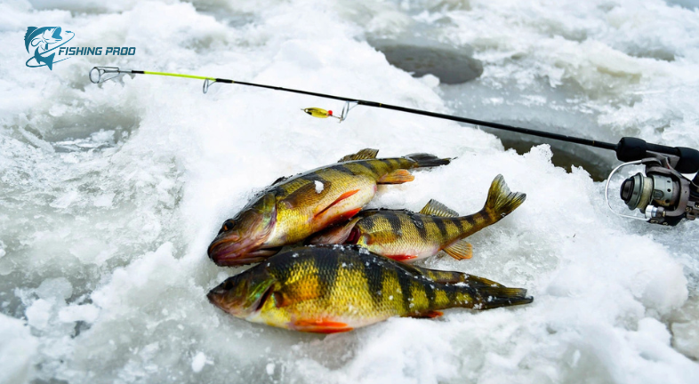 Ice Fishing 2024: Best Techniques for Early Ice