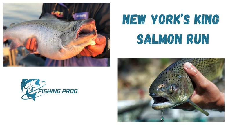 New York’s King Salmon Run