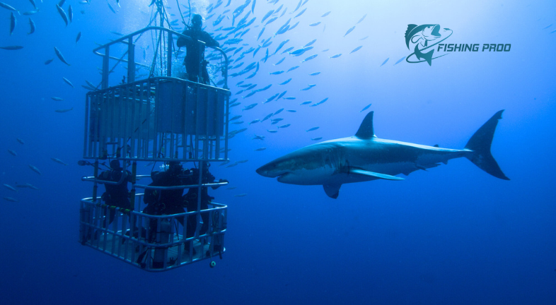 The Ethical Shark Fishing Experience