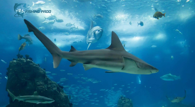 The Importance of Sharks in the Marine Ecosystem