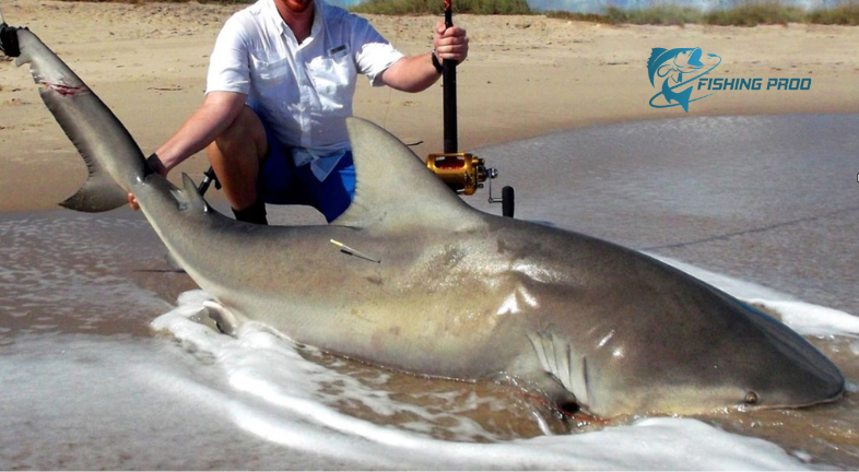 What Is Ethical Shark Fishing?