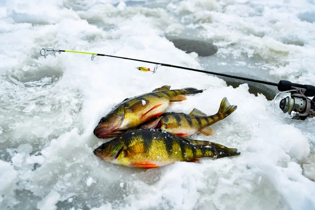 Best Early Ice Fishing Techniques