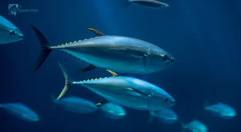 Tuna: Bluefin, Yellowfin, and Albacore