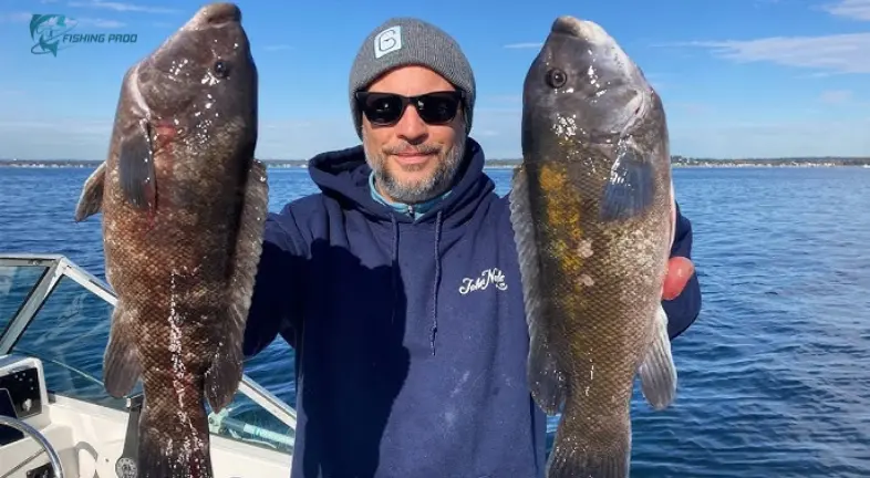 Black Sea Bass and Tautog