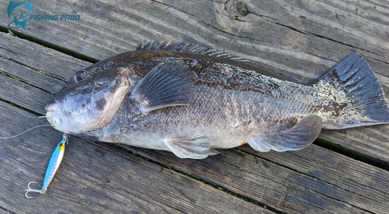 Blackfish Poachers Caught in New York