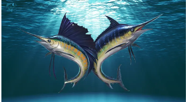 Marlin: White and Blue Marlin