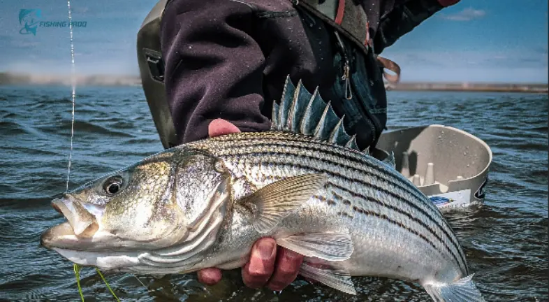 Striped Bass and Bluefish