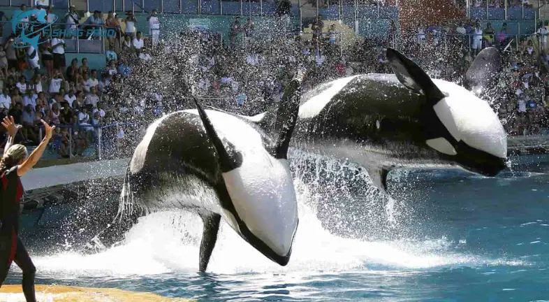 The Ecological Impact of Blackfish Poaching