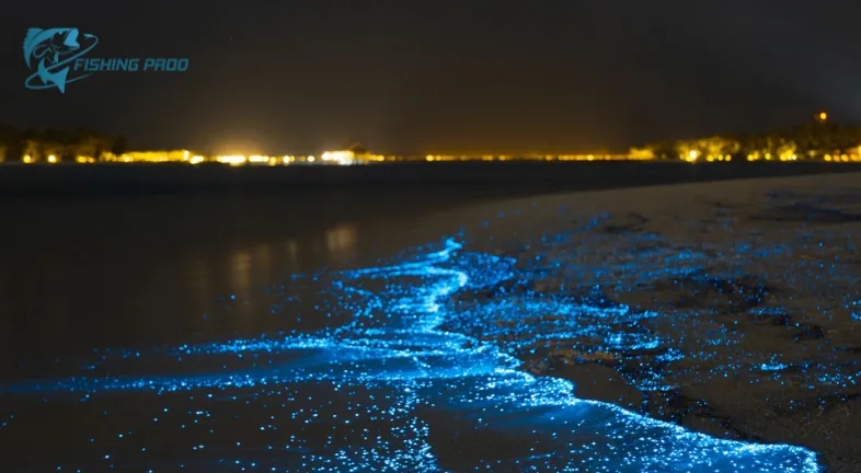 Bioluminescence Beyond the Ocean