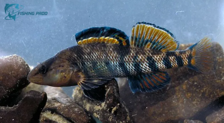 Darters (Etheostoma spp.)