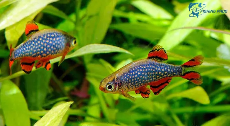 Fascination for Tiny Fishes