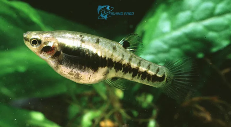 Least Killifish (Heterandria formosa)
