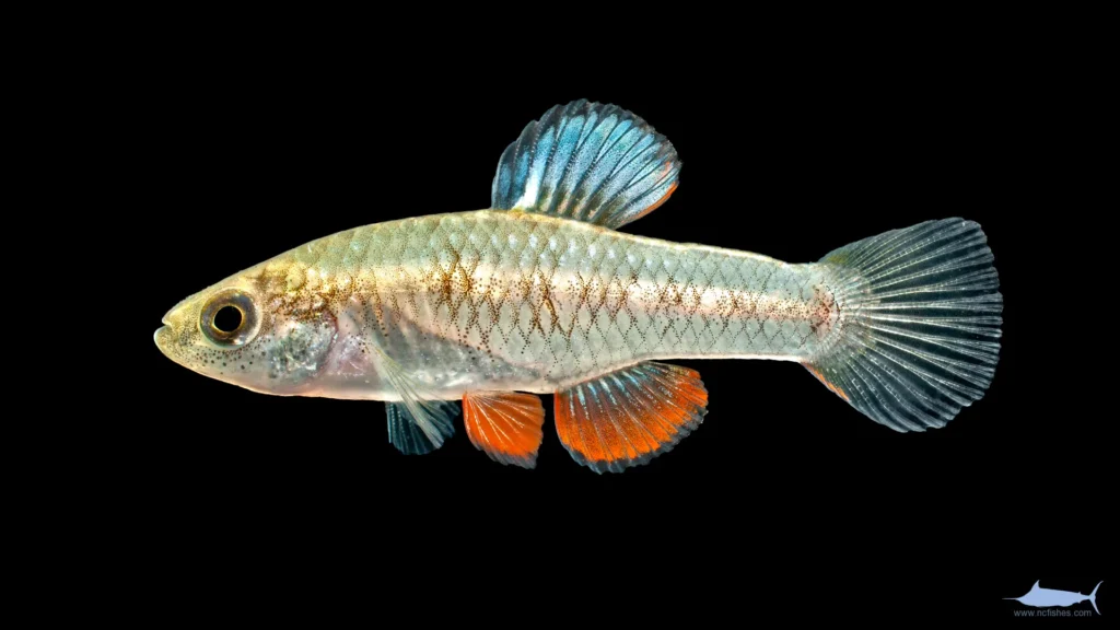 Rainwater Killifish (Lucania parva)