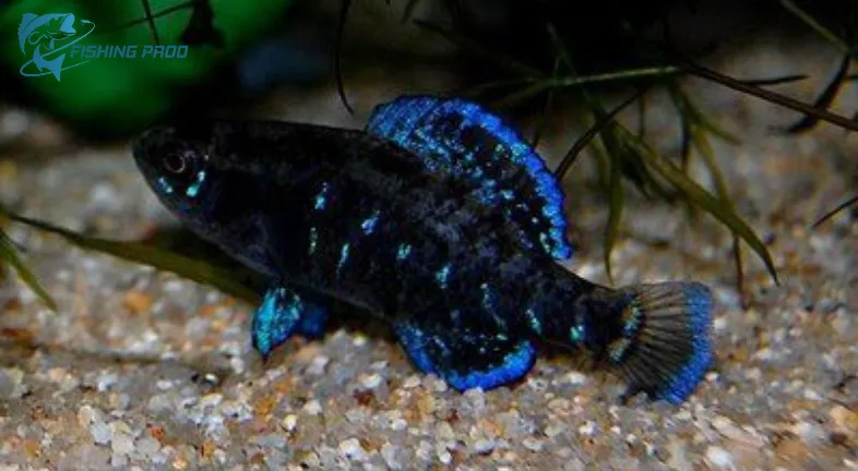 Pygmy Sunfish (Elassoma spp.)