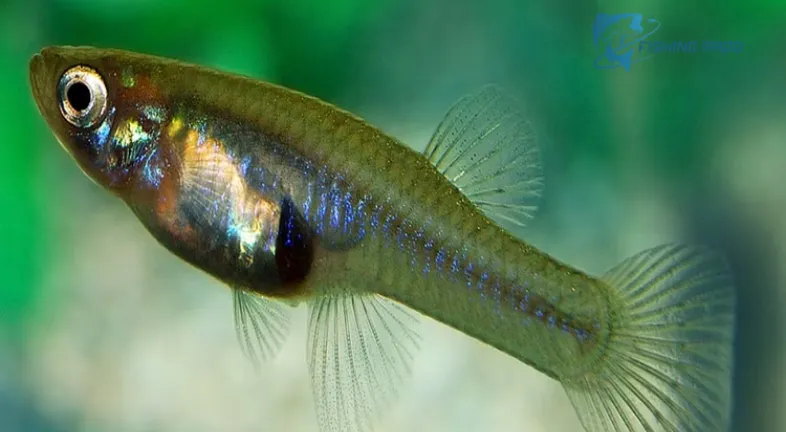 The Definition of Tiny Fish