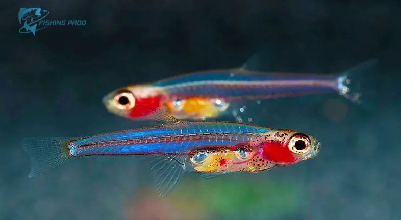 The Definition of "Tiny Fish"