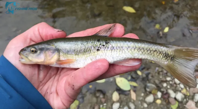 "Tiny Fishes in the USA”