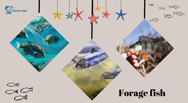 Forage fish
