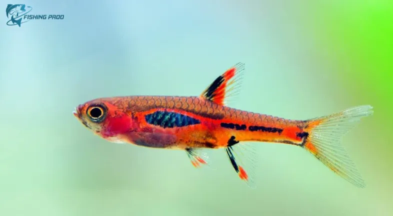 Fun Facts About the World's Smallest Fish Species_