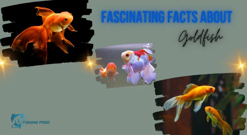 Fascinating Facts About Goldfish