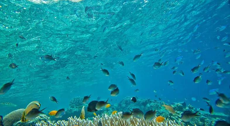 What Are Tiny Marine Fishes?