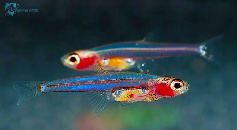 Which Fish Species Holds the Title for the Smallest in the Worlds