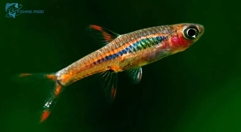 World's Smallest Fish Species