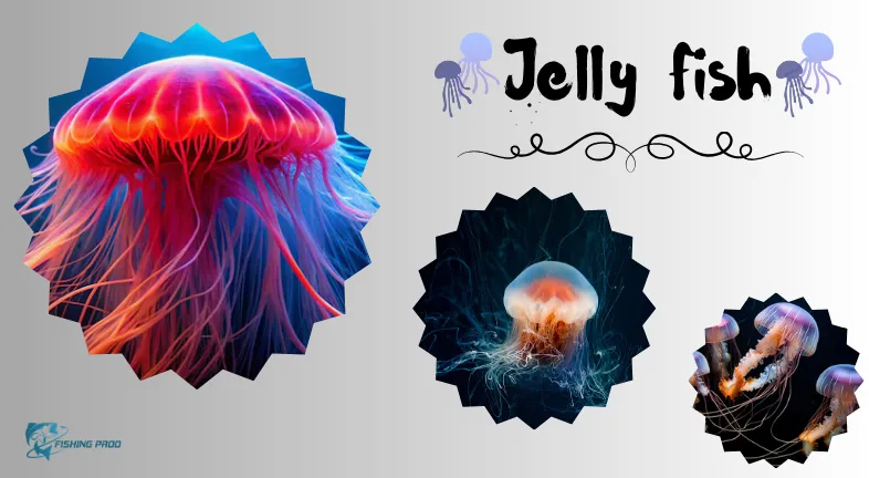 Jellyfish