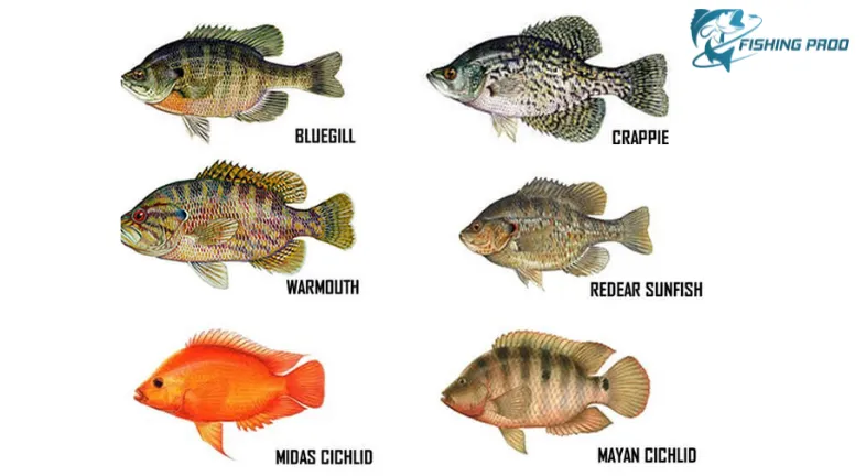 Secret Bait for Catching Panfish