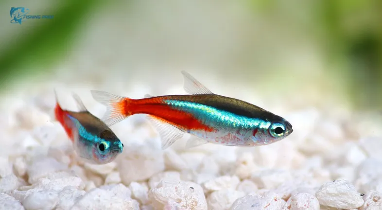 Breeding Exotic Tiny Fishes_