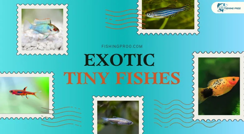 Exotic Tiny Fishes