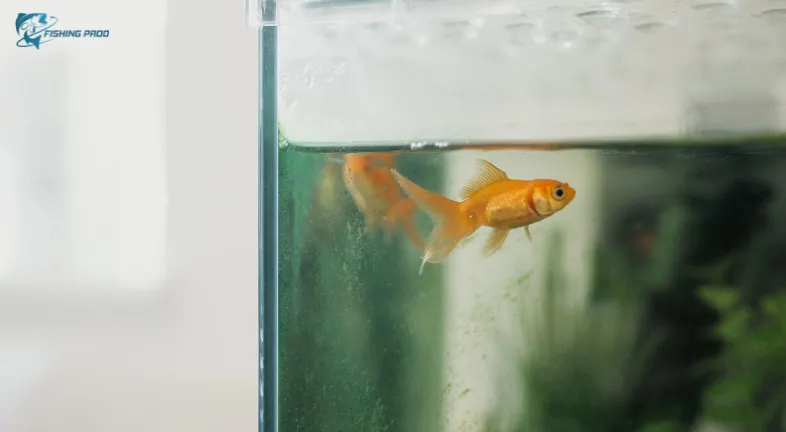 Feeding Exotic Tiny Fishes_