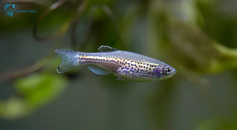 How to Set Up the Perfect Tank for Exotic Tiny Fishes_