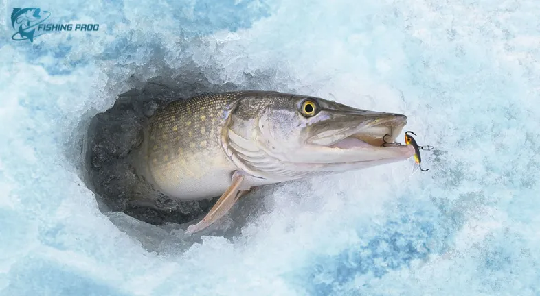Setting Up Your Pike Ice Fishing Spot