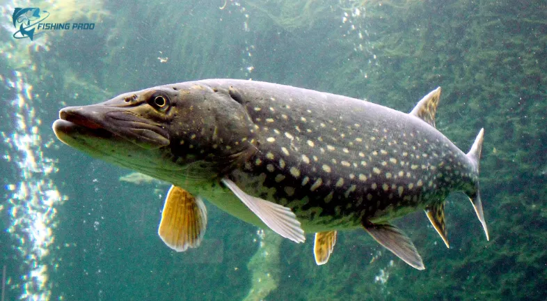 _Why Pike fishes