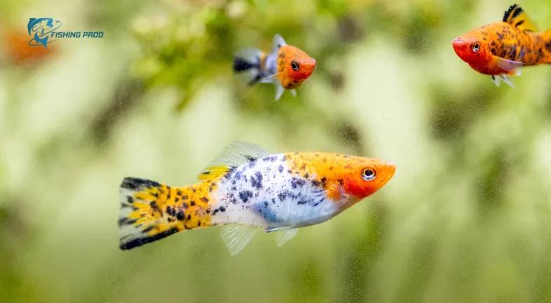 Best Tankmates for Tiny Fish.