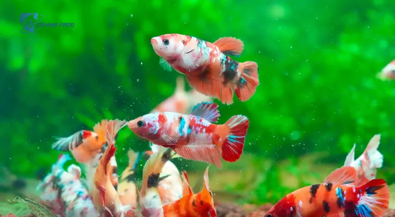 Best Tankmates for Tiny Fish
