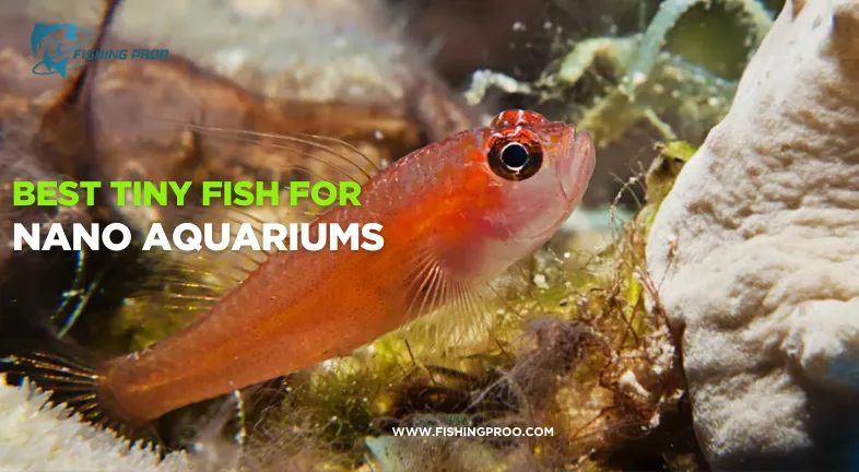 Best Tiny Fish for Nano Aquariums..