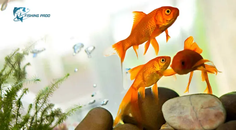 Common Fish Diseases and Prevention.