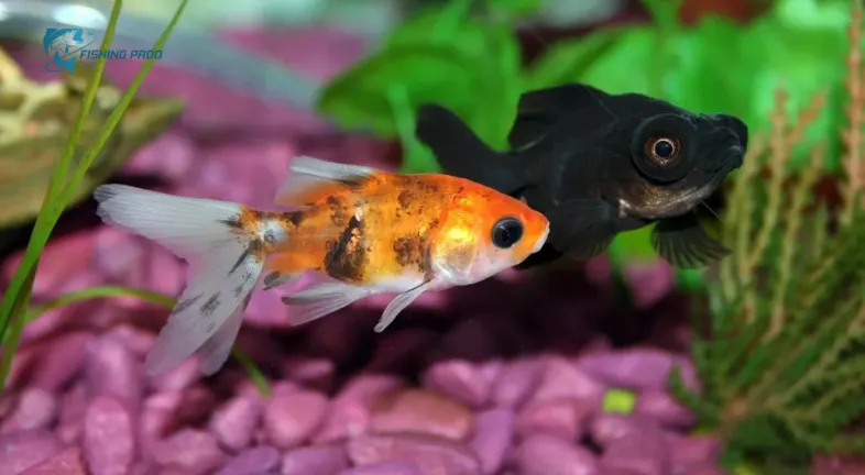 Factors to Consider When Choosing Tankmates.