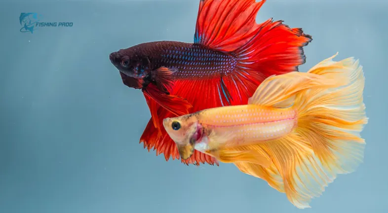 Fish Not to Mix with