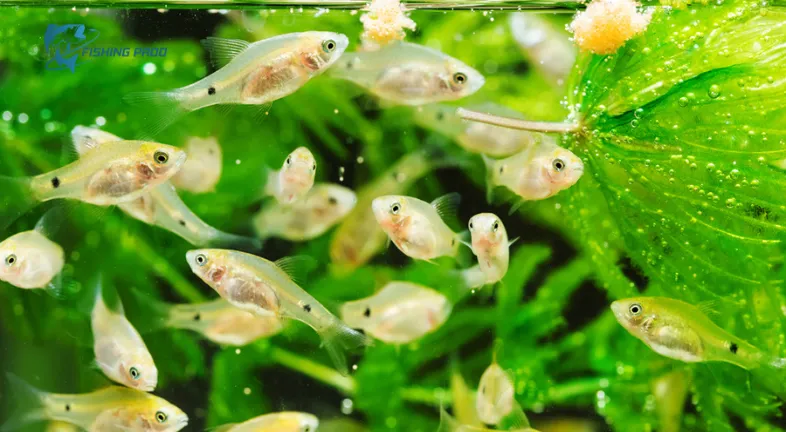 Have Appropriate Feed for Your Fish.