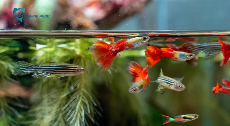 Tank Mates for Low-Light Tiny Fish.