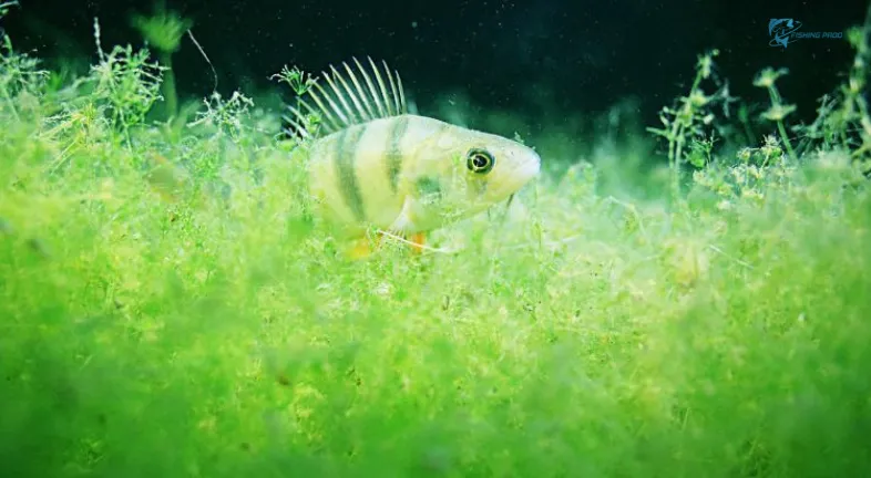 Algae Growth