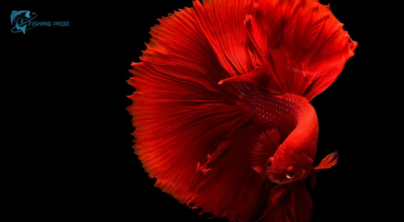 Betta Fish